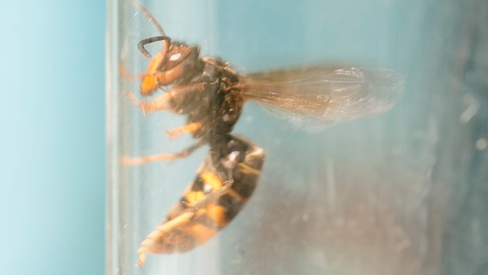 Die Hornisse in einer Nahaufnahme