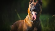 Ein Sporthund wurde bei hohen Temperaturen trainiert, danach zeigte er Symptome von Hitzschlag ...
