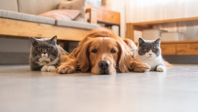 Ein Haustier bedeutet Verantwortung – darüber sind sich viele oft nicht im Klaren...