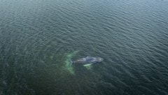 Wal „Timmy“ (im Bild) ist mehrfach in der Ostsee gestrandet, jetzt ist erneut ein Buckelwal in ...