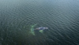 Wal „Timmy“ (im Bild) ist mehrfach in der Ostsee gestrandet, jetzt ist erneut ein Buckelwal in ...