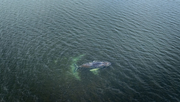 Wal „Timmy“ (im Bild) ist mehrfach in der Ostsee gestrandet, jetzt ist erneut ein Buckelwal in ...