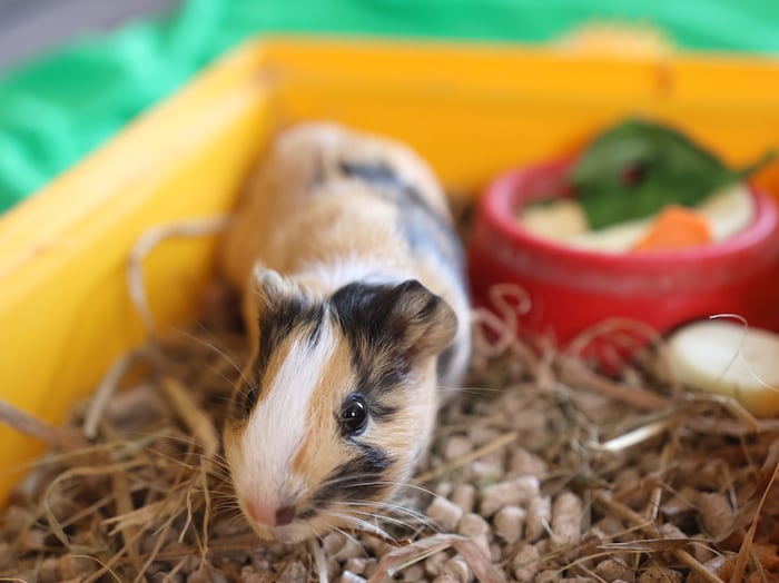 Meerschweinchen und Kaninchen reagieren äußerst empfindlich auf Hitze und benötigen besonders ...