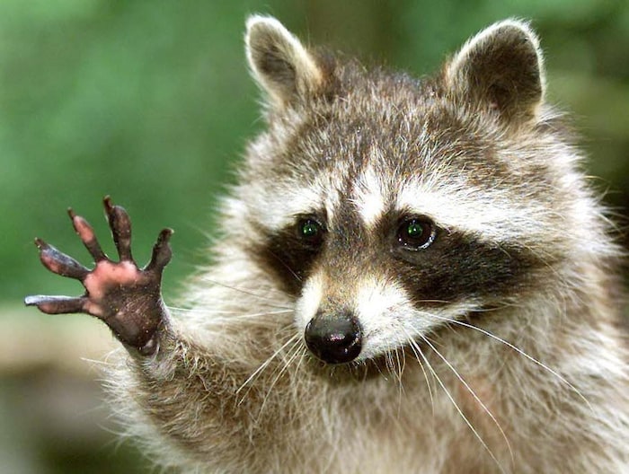 Ein Waschbär