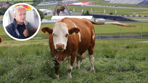 Die Kühe waren früher auch im Infield der Strecke anzutreffen, weiß Dr. Marko (kl. Bild)