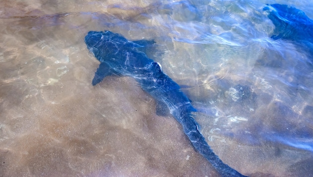 Die Linzerin wurde beim Schnorcheln auf den Galapagos-Inseln von einem Hai attackiert. ...