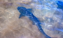 Die Linzerin wurde beim Schnorcheln auf den Galapagos-Inseln von einem Hai attackiert. ...