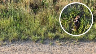 Dieser tote Feldhamster (kl. Bild) soll am Rande des Areals gefunden worden sein, auf dem der ...