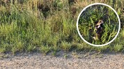 Dieser tote Feldhamster (kl. Bild) soll am Rande des Areals gefunden worden sein, auf dem der ...