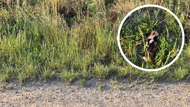 Dieser tote Feldhamster (kl. Bild) soll am Rande des Areals gefunden worden sein, auf dem der ...