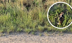 Dieser tote Feldhamster (kl. Bild) soll am Rande des Areals gefunden worden sein, auf dem der ...