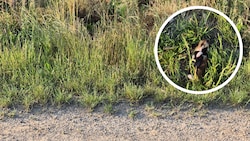Dieser tote Feldhamster (kl. Bild) soll am Rande des Areals gefunden worden sein, auf dem der ...