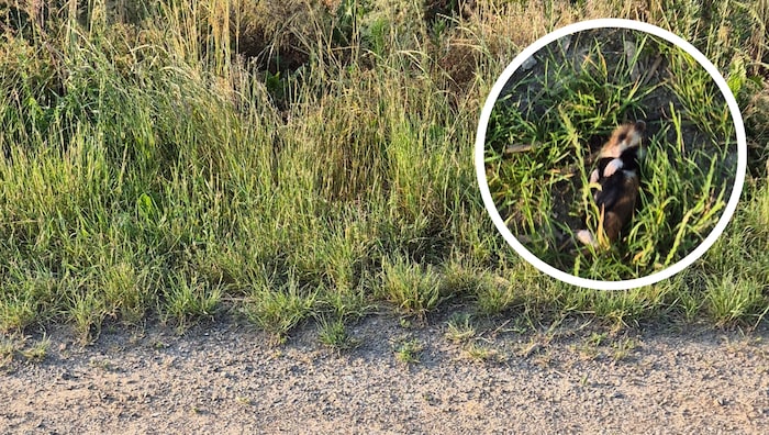 This dead field hamster (small photo) is said to have been found on the edge of the site where ...