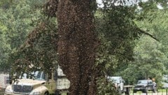 Millionen von Bienen sorgten für Chaos in Texas.