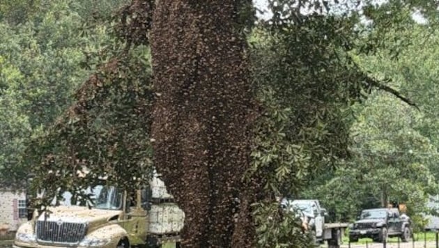 Millionen von Bienen sorgten für Chaos in Texas.