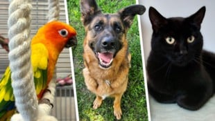 Dori, Octavia und Anubis warten noch auf Lebensplätze bei Tierfreunden.