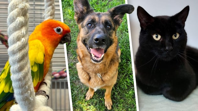 Dori, Octavia und Anubis warten noch auf Lebensplätze bei Tierfreunden.