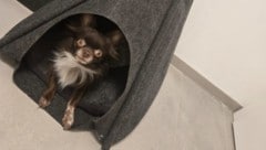 Hund „Gizmo“ wurde zum Retter. 