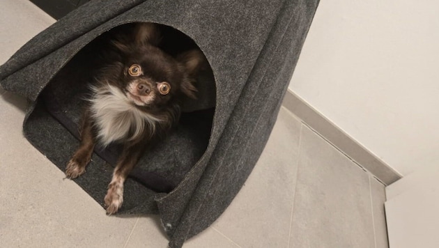 Hund „Gizmo“ wurde zum Retter.