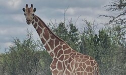 „Gracie“ ist fünf Meter hoch – dennoch gelang es der Giraffe, sich seit fast zwei Wochen zu ...