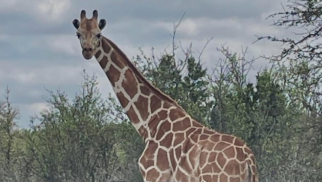 „Gracie“ ist fünf Meter hoch – dennoch gelang es der Giraffe, sich seit fast zwei Wochen zu ...