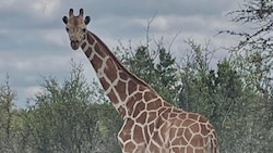 „Gracie“ ist fünf Meter hoch – dennoch gelang es der Giraffe, sich seit fast zwei Wochen zu ...