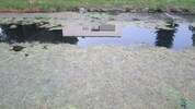 Derzeit ist der Lendkanal ein Algenmeer.