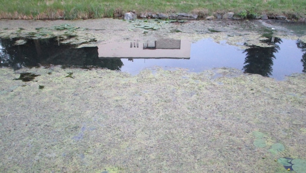 Derzeit ist der Lendkanal ein Algenmeer.