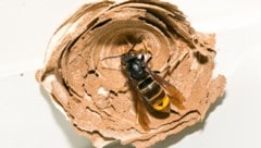 Das erste Nest der Asiatischen Hornisse in Österreich 