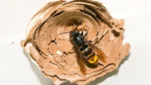 Die Asiatische Hornisse: Kopf und Körper sind schwarz, der Hinterleib hat ein gelbes Band und ...