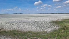 Statt hunderten Vögeln Heimstatt zu geben, gleicht die Lange Lacke im burgenländischen Seewinkel ...