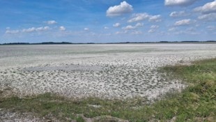 Statt hunderten Vögeln Heimstatt zu geben, gleicht die Lange Lacke im burgenländischen Seewinkel ...