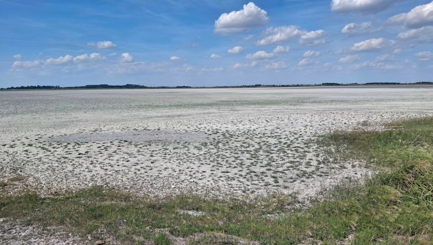 Statt hunderten Vögeln Heimstatt zu geben, gleicht die Lange Lacke im burgenländischen Seewinkel ...