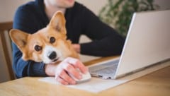 Glücksfall für Besitzer von Fellnasen: ein tierliebender Arbeitgeber, der die Mitnahme ...