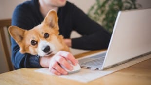 Glücksfall für Besitzer von Fellnasen: ein tierliebender Arbeitgeber, der die Mitnahme ...