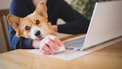 Glücksfall für Besitzer von Fellnasen: ein tierliebender Arbeitgeber, der die Mitnahme ...