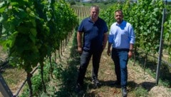 Michael Allacher (li.) und Kilian Brandstätter (re.) im noch gesunden Weingarten. Die ...