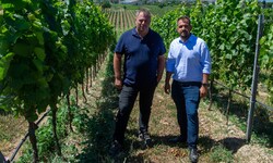 Michael Allacher (li.) und Kilian Brandstätter (re.) im noch gesunden Weingarten. Die ...