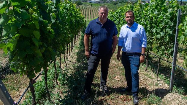 Michael Allacher (li.) und Kilian Brandstätter (re.) im noch gesunden Weingarten. Die ...