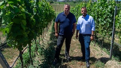 Michael Allacher (li.) und Kilian Brandstätter (re.) im noch gesunden Weingarten. Die ...