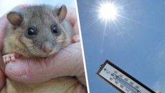 Bis zu 40 Grad am Siebenschläfertag: Viele fragen sich, ob die alte Bauernregel recht behält. ...
