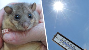 Bis zu 40 Grad am Siebenschläfertag: Viele fragen sich, ob die alte Bauernregel recht behält. ...