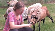 Tierheim-Helferin Moni kümmerte sich um die fünf Schafe.