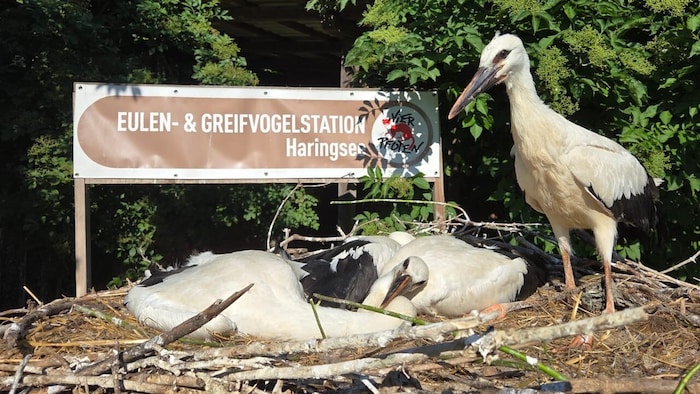 Jungstörche finden auch ohne Mama und Papa nach Afrika.