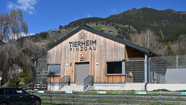 Tierschützer sehen im Tierheim Pinzgau das Tierwohl in Gefahr: Das sei aus der Luft gegriffen, ...