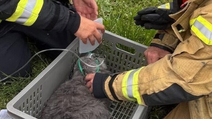 Auch drei Katzen mussten nach dem Feuer versorgt werden.