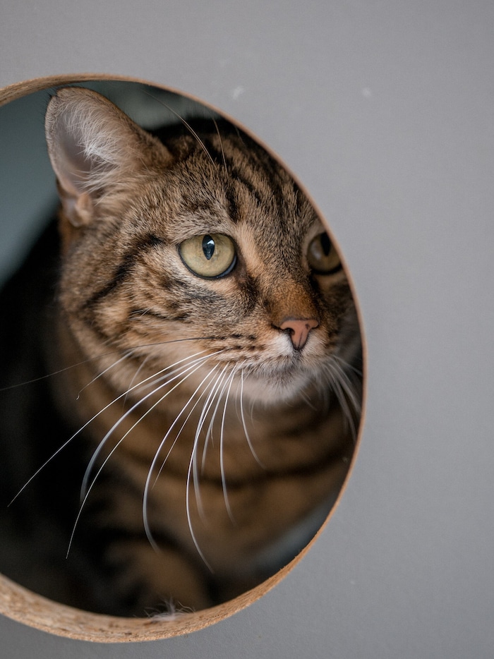 Tiere in Not sind auf funktionierende Strukturen angewiesen.