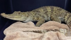 Das junge Krokodil wehrte sich zunächst gegen das Einfangen durch Tierschützer – nun ist es in ...
