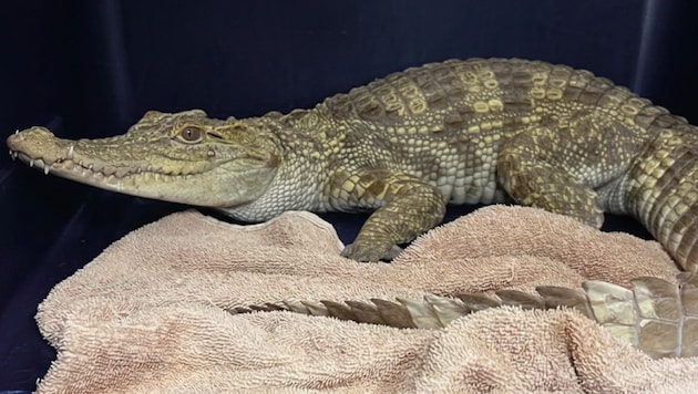 Das junge Krokodil wehrte sich zunächst gegen das Einfangen durch Tierschützer – nun ist es in ...