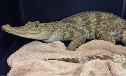 Das junge Krokodil wehrte sich zunächst gegen das Einfangen durch Tierschützer – nun ist es in ...